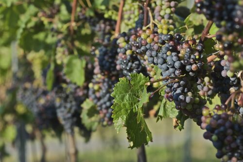 Découvrez la différence entre vigneron et viticulteur : définitions, rôles et spécificités de ces métiers passionnants au cœur de la production de vin. Apprenez à distinguer ces deux acteurs clés de la filière viticole.
