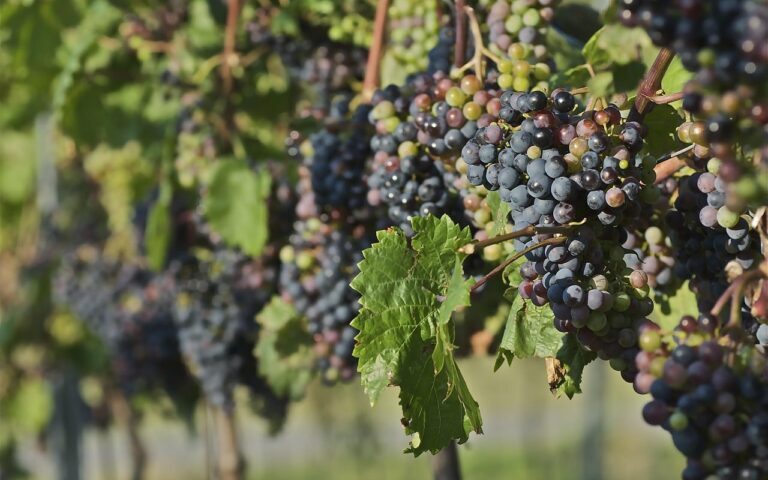 Découvrez la différence entre vigneron et viticulteur : définitions, rôles et spécificités de ces métiers passionnants au cœur de la production de vin. Apprenez à distinguer ces deux acteurs clés de la filière viticole.