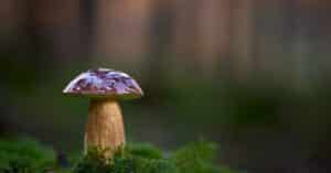 découvrez l'expérience unique de la randonnée gourmande alliant plaisir des papilles et beauté des paysages.