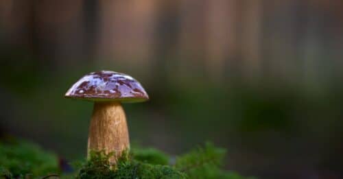 découvrez l'expérience unique de la randonnée gourmande alliant plaisir des papilles et beauté des paysages.