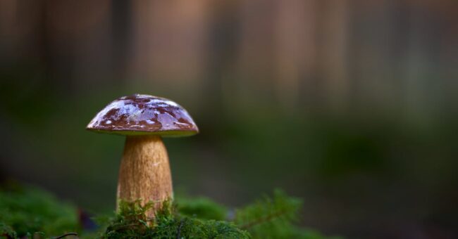 découvrez l'expérience unique de la randonnée gourmande alliant plaisir des papilles et beauté des paysages.