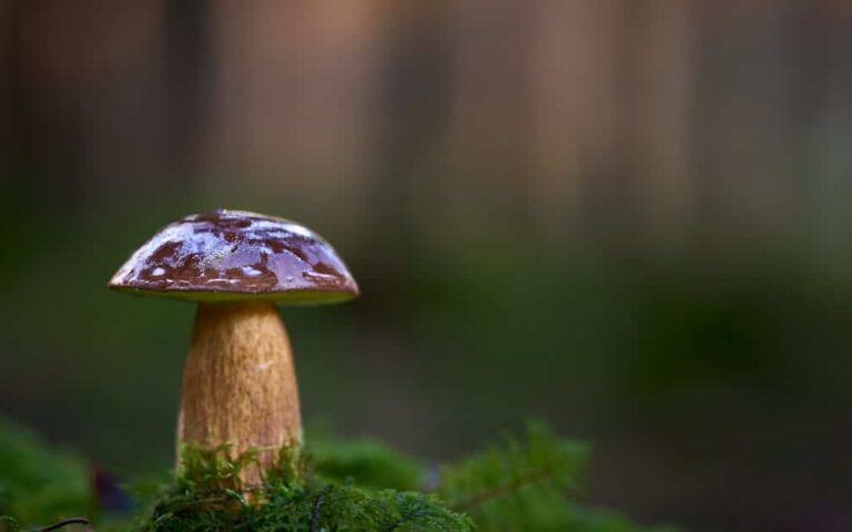 découvrez l'expérience unique de la randonnée gourmande alliant plaisir des papilles et beauté des paysages.