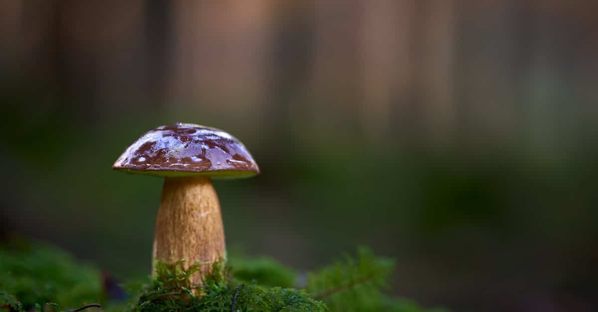 découvrez l'expérience unique de la randonnée gourmande alliant plaisir des papilles et beauté des paysages.