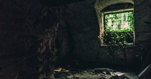 découvrez l'histoire et la richesse des vieilles vignes, sources de saveurs uniques et de vins d'exception.