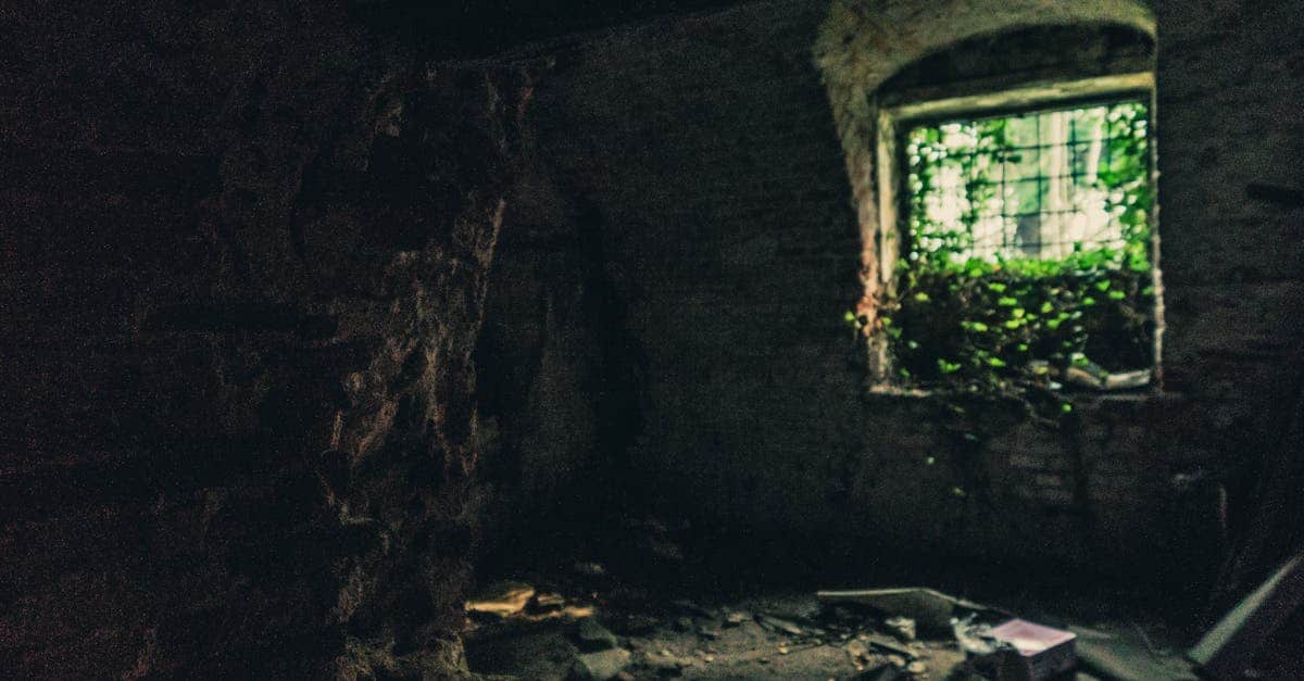 découvrez l'histoire et la richesse des vieilles vignes, sources de saveurs uniques et de vins d'exception.