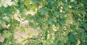 découvrez un vigneron biologique engagé, cultivant des raisins sans pesticides ni produits chimiques pour un vin naturel et respectueux de l'environnement.