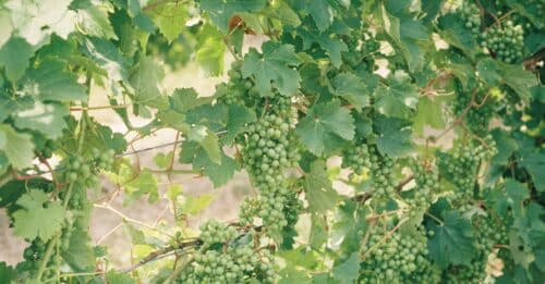 découvrez un vigneron biologique engagé, cultivant des raisins sans pesticides ni produits chimiques pour un vin naturel et respectueux de l'environnement.