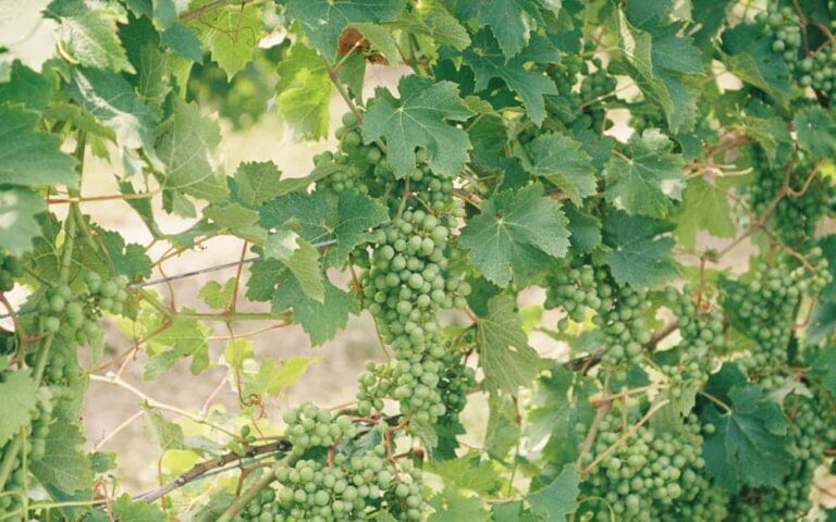 découvrez un vigneron biologique engagé, cultivant des raisins sans pesticides ni produits chimiques pour un vin naturel et respectueux de l'environnement.