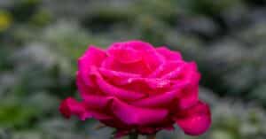 découvrez notre sélection de vins rosés, parfaits pour accompagner vos repas d'été avec fraîcheur et légèreté.