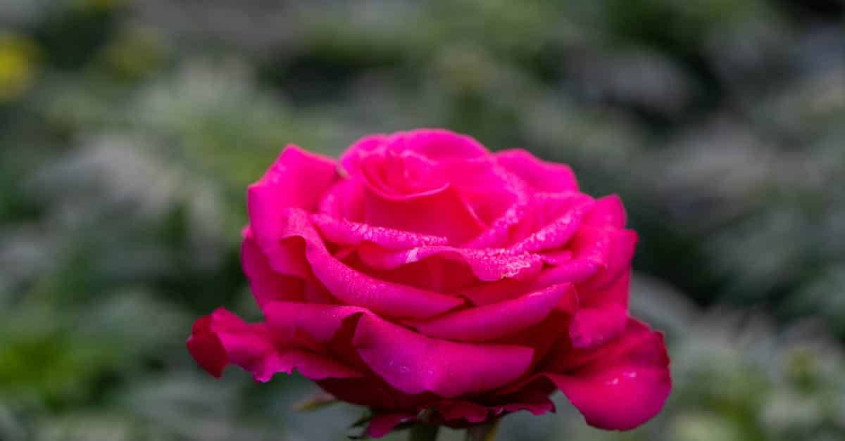 découvrez notre sélection de vins rosés, parfaits pour accompagner vos repas d'été avec fraîcheur et légèreté.