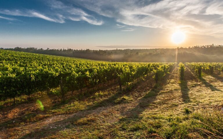découvrez l'univers du vin : conseils de dégustation, accords mets-vins, et sélection des meilleurs crus pour les amateurs et connaisseurs.