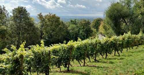 découvrez l'art de la dégustation de vin avec notre guide complet. apprenez à apprécier les arômes, les saveurs et les caractéristiques uniques de chaque bouteille.