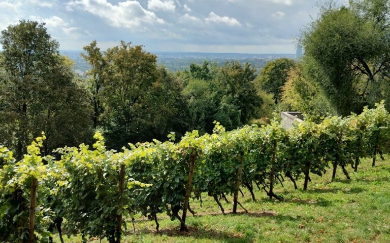 découvrez l'art de la dégustation de vin avec notre guide complet. apprenez à apprécier les arômes, les saveurs et les caractéristiques uniques de chaque bouteille.