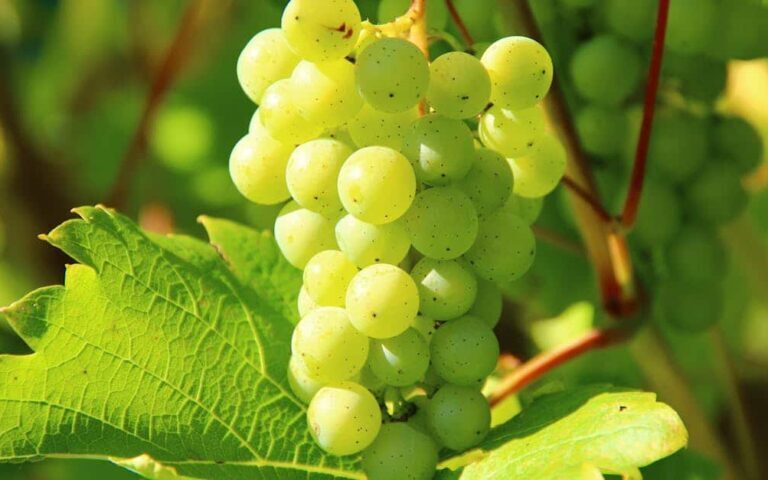 découvrez l'art des vignerons : passion, savoir-faire et tradition pour créer des vins d'exception.
