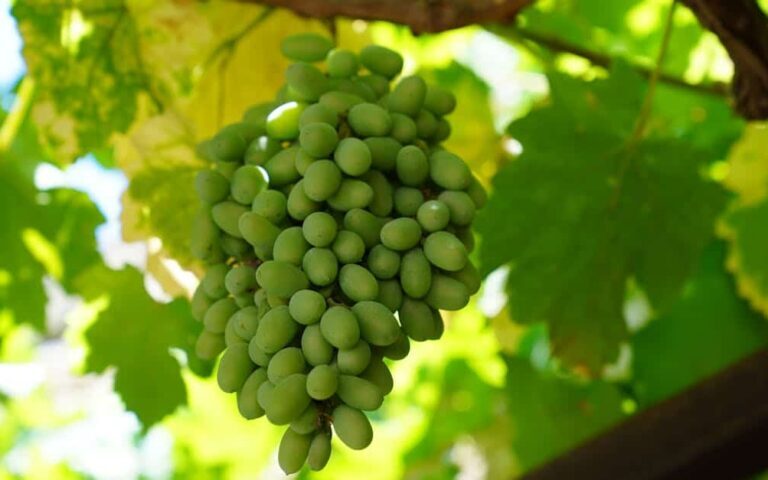 découvrez l'art de la vinification, des vendanges à la mise en bouteille, et apprenez les techniques essentielles pour produire des vins de qualité.