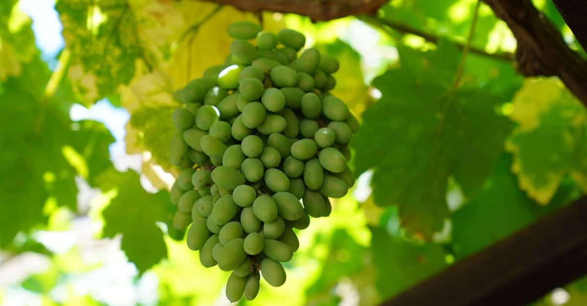 découvrez l'art de la vinification, des vendanges à la mise en bouteille, et apprenez les techniques essentielles pour produire des vins de qualité.