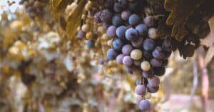 découvrez les clusters de vins michelin, des sélections exclusives associant excellence et terroir pour une expérience gustative inégalée.