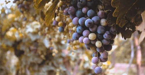 découvrez les clusters de vins michelin, des sélections exclusives associant excellence et terroir pour une expérience gustative inégalée.