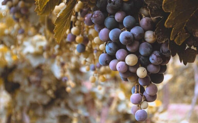 découvrez les clusters de vins michelin, des sélections exclusives associant excellence et terroir pour une expérience gustative inégalée.