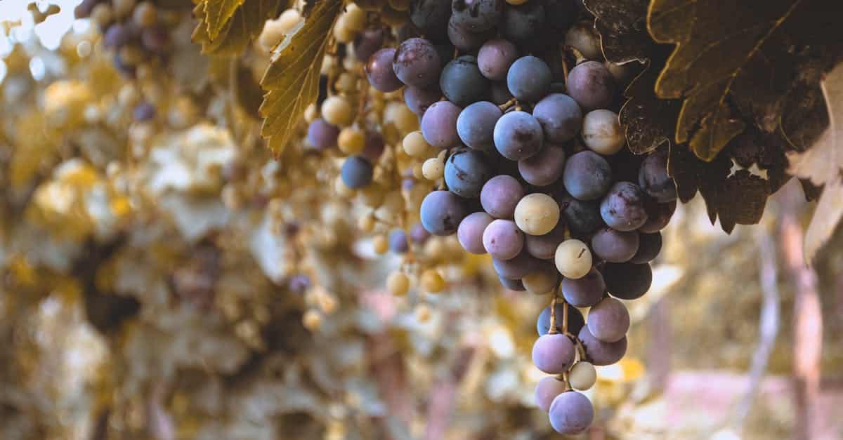 découvrez les clusters de vins michelin, des sélections exclusives associant excellence et terroir pour une expérience gustative inégalée.