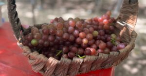 découvrez l'art des vignerons passionnés, experts dans la culture de la vigne et la production de vins d'exception.