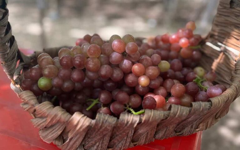 découvrez l'art des vignerons passionnés, experts dans la culture de la vigne et la production de vins d'exception.