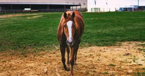 découvrez les vins de mâcon, des crus élégants et raffinés de bourgogne, parfaits pour accompagner vos repas et moments de dégustation.