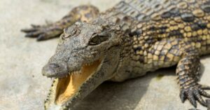 découvrez l'ouganda, le joyau de l'afrique de l'est, célèbre pour ses parcs nationaux, sa faune exceptionnelle et ses paysages à couper le souffle.