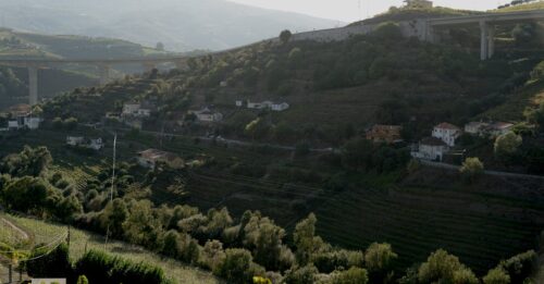 découvrez nos tunnels de protection pour vignobles, conçus pour protéger vos vignes des intempéries et assurer une croissance optimale de vos raisins.