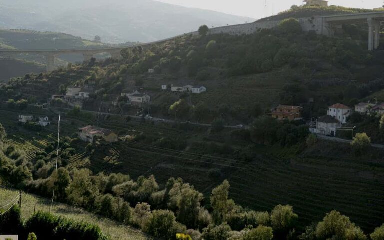 découvrez nos tunnels de protection pour vignobles, conçus pour protéger vos vignes des intempéries et assurer une croissance optimale de vos raisins.