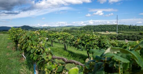 découvrez l'univers des vignobles : paysages charmants, cépages variés et traditions viticoles à travers le monde.