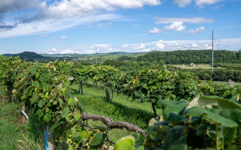 découvrez l'univers des vignobles : paysages charmants, cépages variés et traditions viticoles à travers le monde.