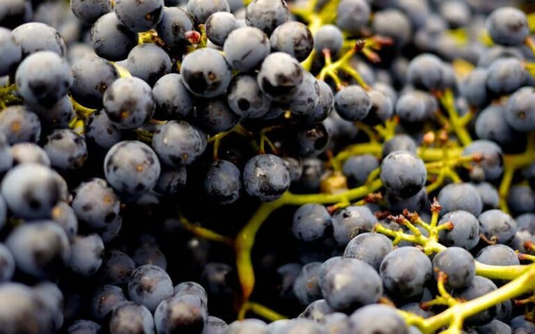 découvrez l'univers du vin, ses cépages, ses régions viticoles, et apprenez à déguster comme un expert pour apprécier toutes les saveurs.