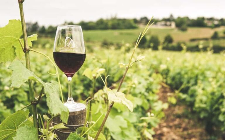 découvrez notre sélection de vins exceptionnels, alliant qualité et saveurs uniques pour les amateurs exigeants.