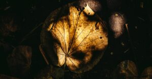 découvrez l'univers de pierre trimbach, vigneron d'exception en alsace, réputé pour ses vins d'une grande finesse et son savoir-faire traditionnel.