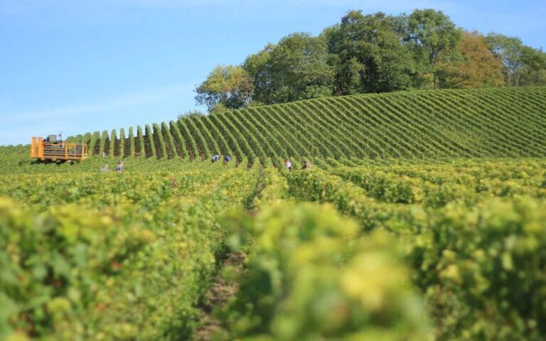 découvrez tout sur la viticulture : techniques de culture de la vigne, méthodes de production du vin, conseils pour les vignerons et actualités du secteur viticole.