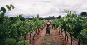 découvrez l'art et la passion du winemaker, maître dans l'élaboration de vins d'exception alliant tradition et innovation.