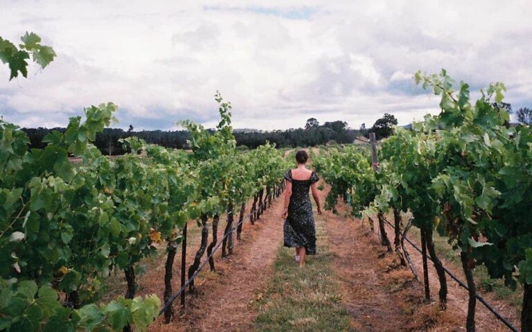 découvrez l'art et la passion du winemaker, maître dans l'élaboration de vins d'exception alliant tradition et innovation.