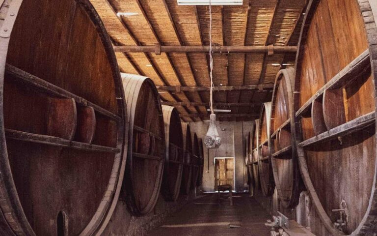 découvrez l'art et la passion du vigneron, expert dans la création de vins d'exception alliant tradition et innovation.