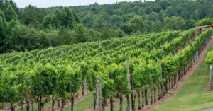 découvrez des circuits œnologiques uniques avec winetours : dégustations, visites de vignobles et escapades gourmandes pour les amateurs de vin.