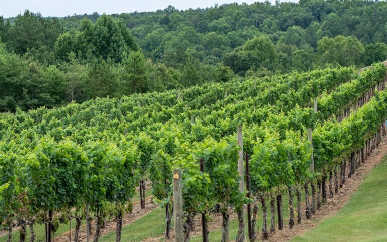 découvrez des circuits œnologiques uniques avec winetours : dégustations, visites de vignobles et escapades gourmandes pour les amateurs de vin.