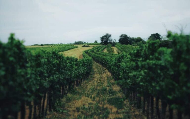 découvrez l'art du vignoble : une harmonie entre création artistique et passion du vin, où chaque cuvée raconte une histoire unique.