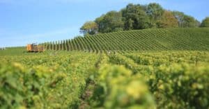 découvrez un vignoble belge unique offrant des vins de qualité, des paysages pittoresques et une expérience œnologique authentique en belgique.
