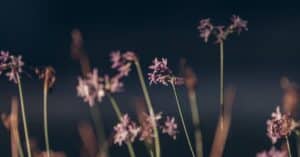 cristina kirchner est une femme politique argentine, ancienne présidente de l'argentine et actuelle vice-présidente, connue pour son influence majeure dans la politique sud-américaine.