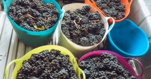 découvrez tout sur le pinot noir, ce cépage emblématique reconnu pour ses vins rouges élégants et raffinés, appréciés dans le monde entier.