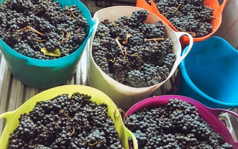 découvrez tout sur le pinot noir, ce cépage emblématique reconnu pour ses vins rouges élégants et raffinés, appréciés dans le monde entier.
