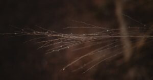 découvrez le sauternes, vin blanc liquoreux renommé de bordeaux, apprécié pour ses arômes riches et sa douceur exceptionnelle.