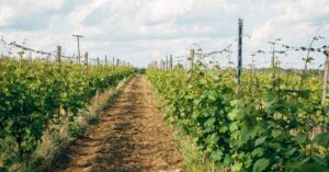 découvrez le vin durable : une approche respectueuse de l'environnement alliant qualité, tradition et innovation pour un plaisir responsable.