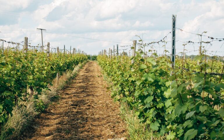 découvrez le vin durable : une approche respectueuse de l'environnement alliant qualité, tradition et innovation pour un plaisir responsable.