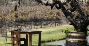 découvrez les étapes clés de la transformation de la vinification, de la vendange à la mise en bouteille, pour maîtriser l'art du vin.